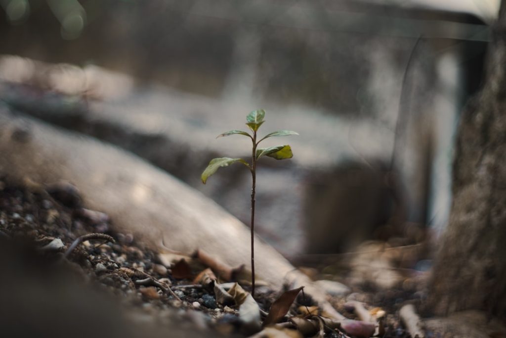 Olijfbomen snoeien voor gezonde en mooie bomen