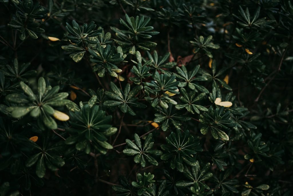 Wanneer en hoe je het beste een taxus kunt snoeien